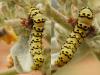 Cucullia lychnitis